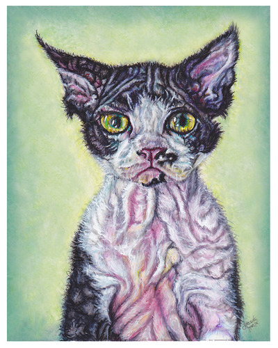 Devon Rex Giclee Canvas Prints - The Butterfrog